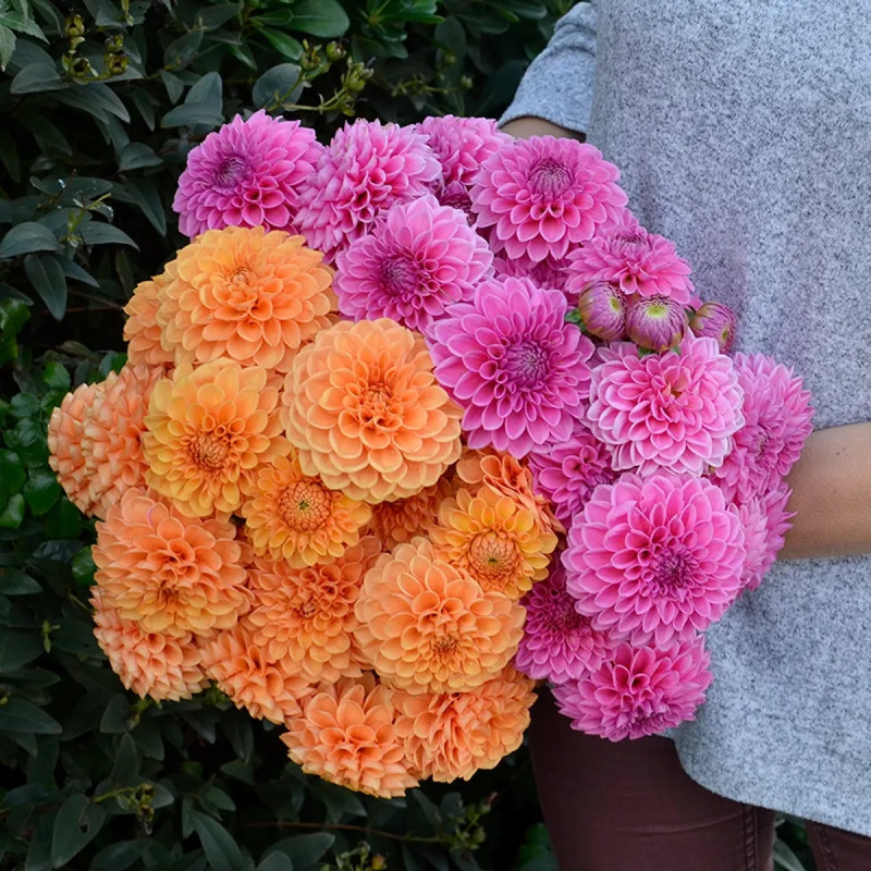 Dahlia balle Sandra - Dahlia | Achat direct au producteur