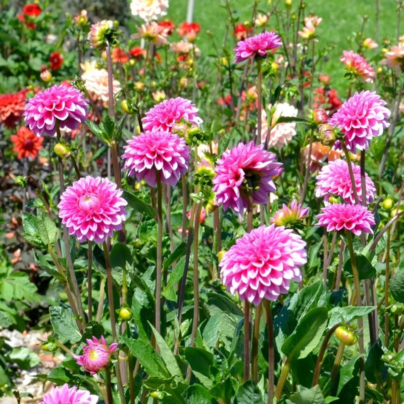 Dahlia balle Sandra - Dahlia | Achat direct au producteur