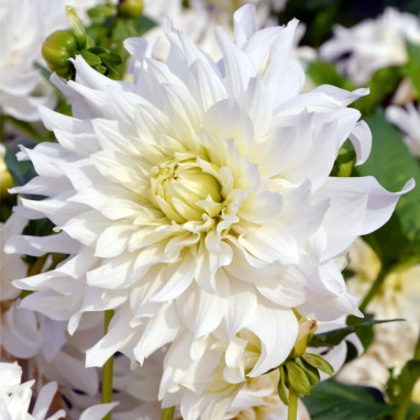 Dahlia décoratif 'Albion' - Dahlia | Achat direct au producteur