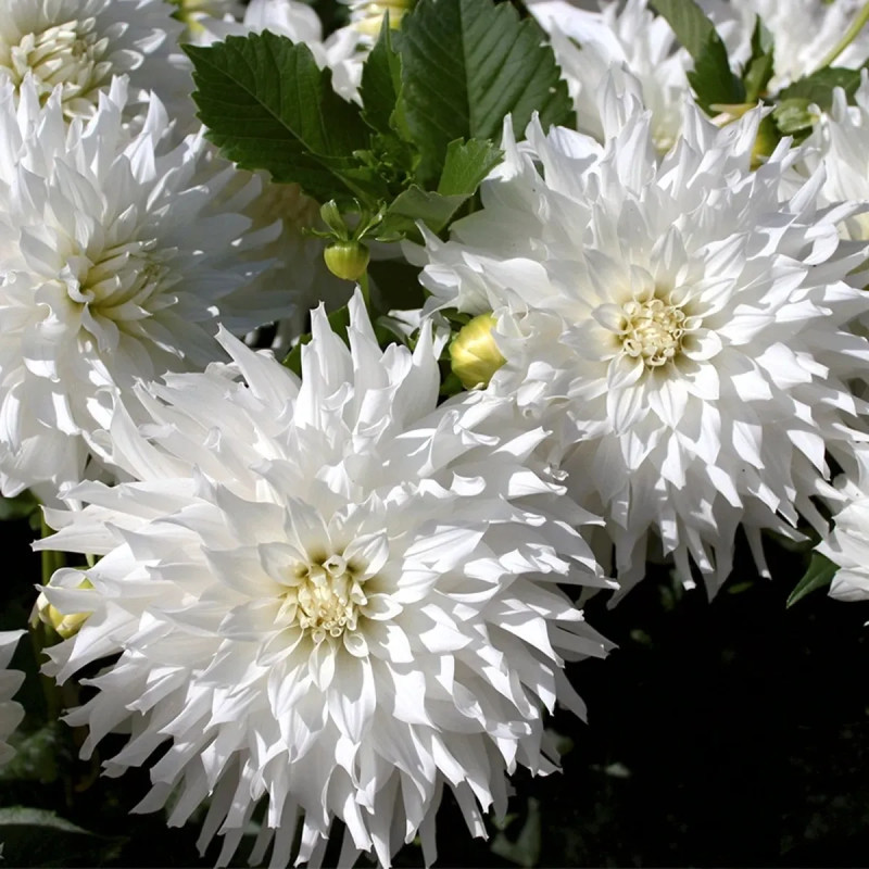 Dahlia décoratif 'Albion' - Dahlia | Achat direct au producteur