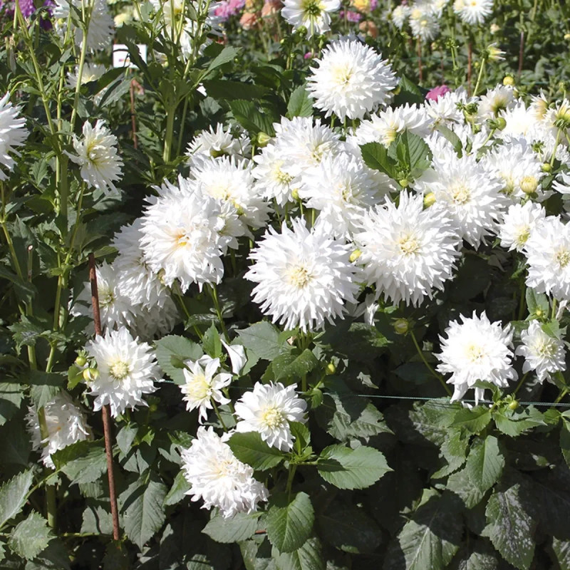 Dahlia décoratif 'Albion' - Dahlia | Achat direct au producteur
