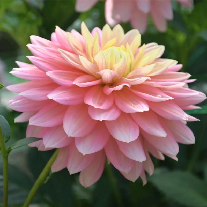 Dahlia décoratif 'Bel Amour' - Dahlia | Achat direct au producteur