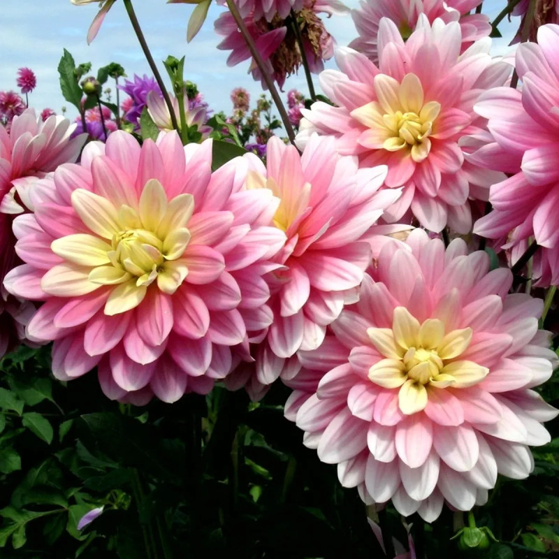 Dahlia décoratif 'Bel Amour' - Dahlia | Achat direct au producteur
