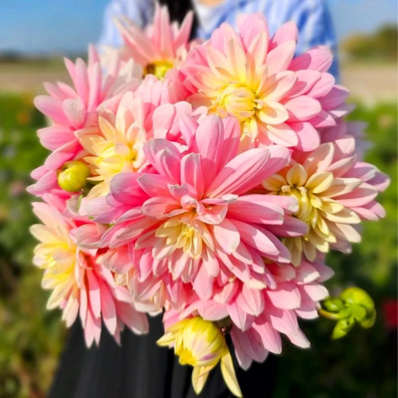 Dahlia décoratif 'Bel Amour' - Dahlia | Achat direct au producteur