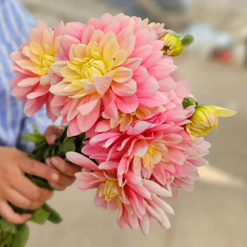 Dahlia décoratif 'Bel Amour' - Dahlia | Achat direct au producteur
