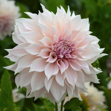 Dahlia décoratif 'Café au Lait' - Dahlia | Achat direct au producteur