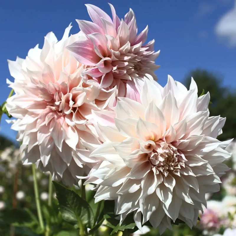 Dahlia décoratif 'Café au Lait' - Dahlia | Achat direct au producteur