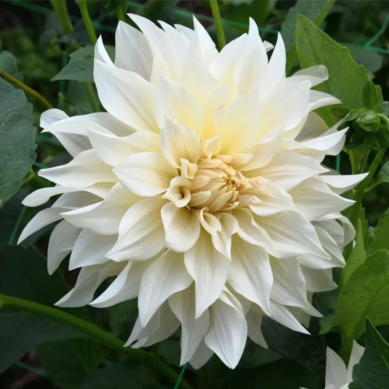 Dahlia décoratif 'Café au Lait' - Dahlia | Achat direct au producteur