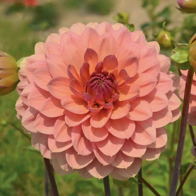 Dahlia décoratif 'Château de la Bourdaisière' | Achat producteur