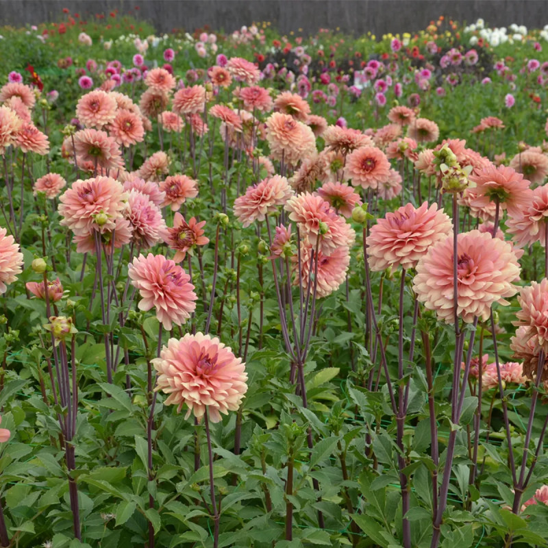 Dahlia décoratif 'Château de la Bourdaisière' | Achat producteur