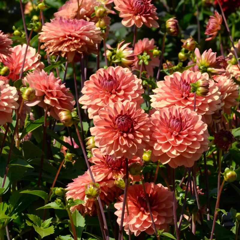 Dahlia décoratif 'Château de la Bourdaisière' | Achat producteur