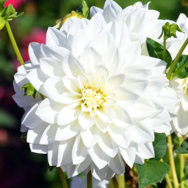 Dahlia décoratif 'Tempête de Neige' - Dahlia | Achat producteur