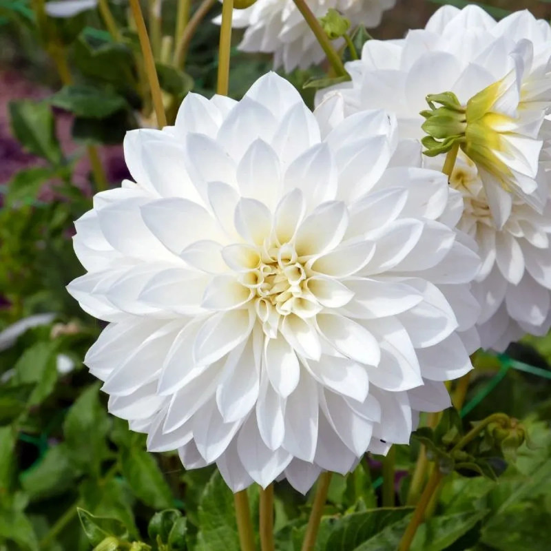 Dahlia décoratif 'Tempête de Neige' - Dahlia | Achat producteur