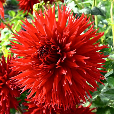 Dahlia Dentelle Jax - Dahlia | Achat direct au producteur