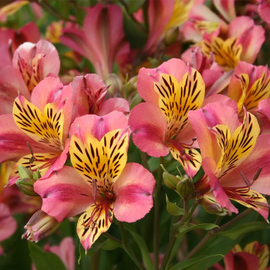Alstrœmère 'Cahors' - Alstroemeria | Achat direct au producteur
