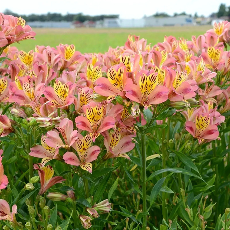 Alstrœmère 'Cahors' - Alstroemeria | Achat direct au producteur