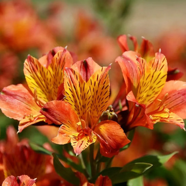 Alstroemère Callisto - Alstroemeria | Achat direct au producteur