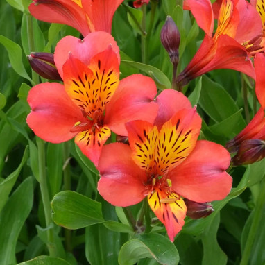 Alstrœmère 'Douceur d'Automne' - Alstroemeria | Achat producteur