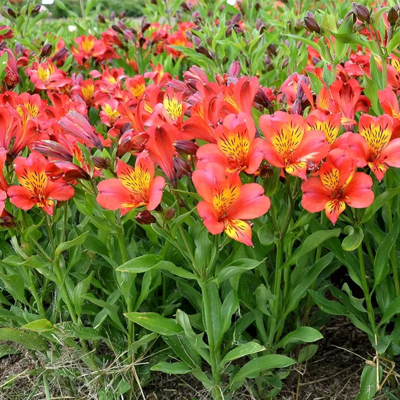 Alstrœmère 'Douceur d'Automne' - Alstroemeria | Achat producteur
