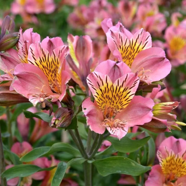 Alstrœmère 'Flirt' - Alstroemeria | Achat direct au producteur