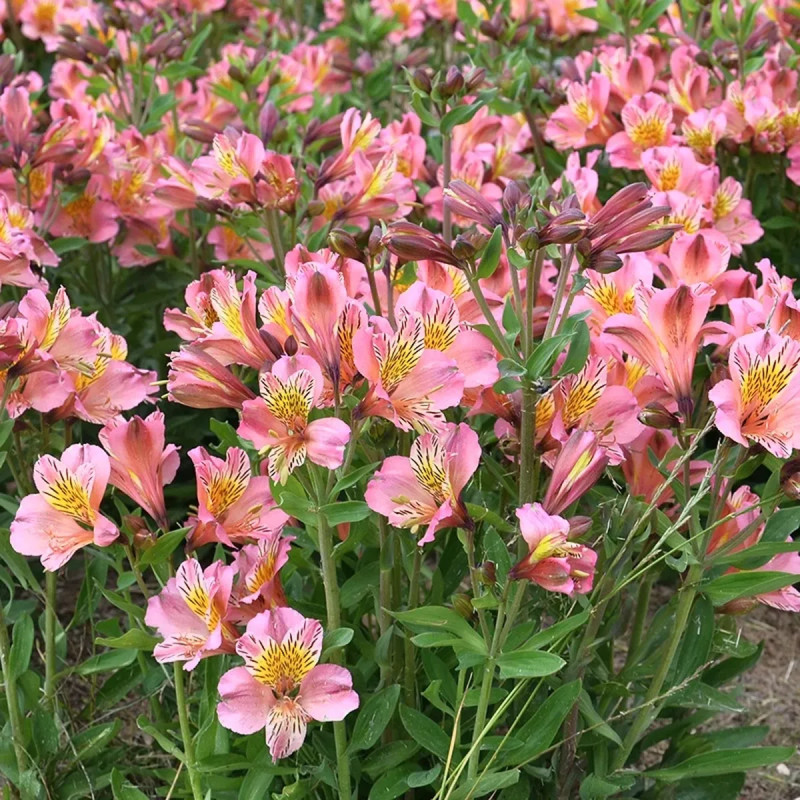 Alstrœmère 'Flirt' - Alstroemeria | Achat direct au producteur