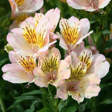 Alstrœmère 'Junon' - Alstroemeria | Achat direct au producteur