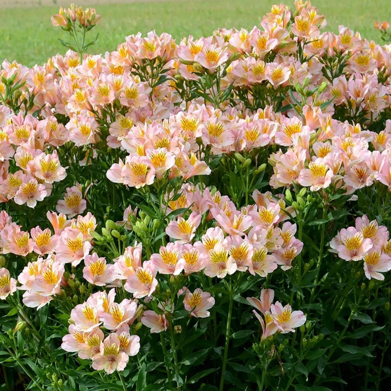 Alstrœmère 'Junon' - Alstroemeria | Achat direct au producteur