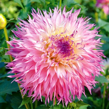 Dahlia dentelle Pineland's Princess Bio | Achat direct au producteur
