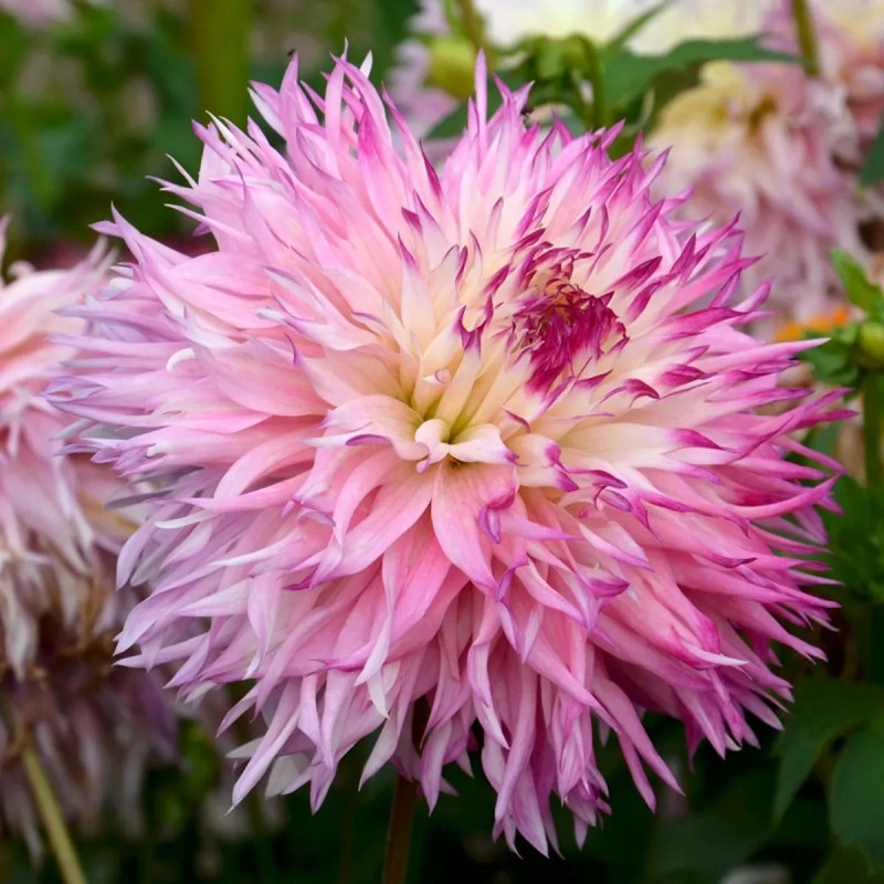 Dahlia dentelle Pineland's Princess Bio | Achat direct au producteur