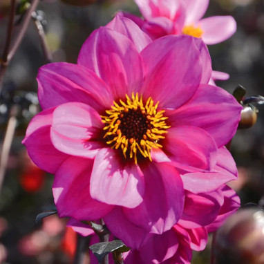 Dahlia fleur de pivoine 'Nirvana' - Dahlia | Achat producteur