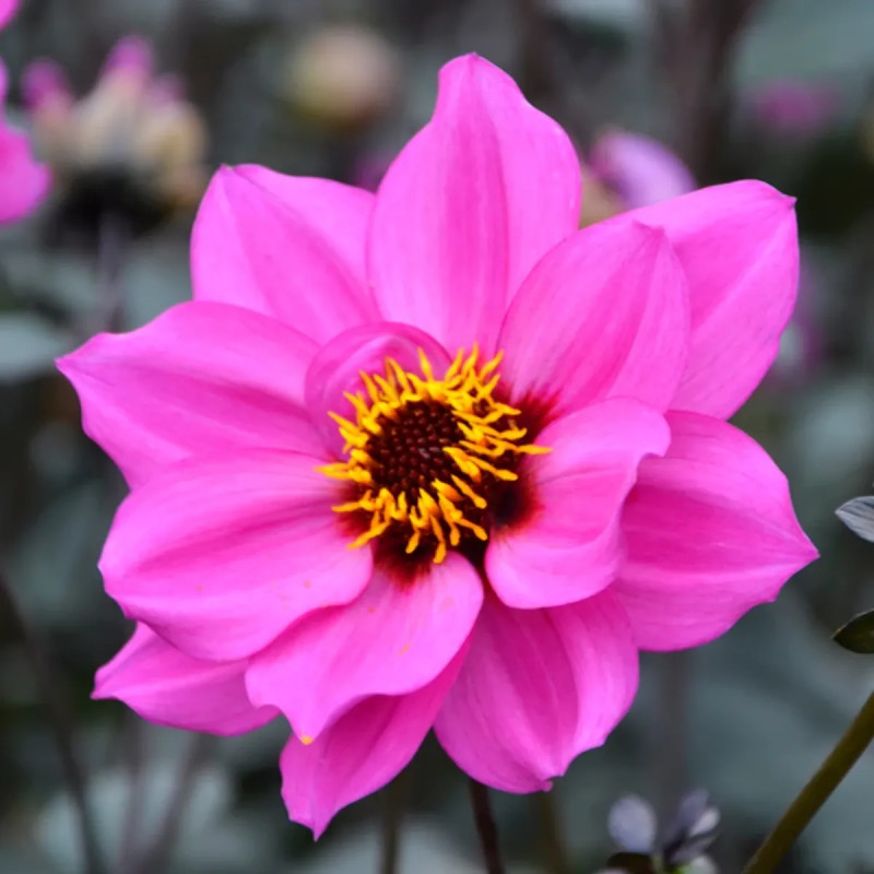 Dahlia fleur de pivoine 'Nirvana' - Dahlia | Achat producteur