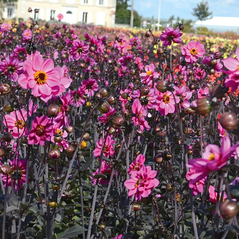 Dahlia fleur de pivoine 'Nirvana' - Dahlia | Achat producteur