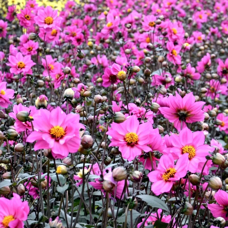 Dahlia fleur de pivoine 'Nirvana' - Dahlia | Achat producteur
