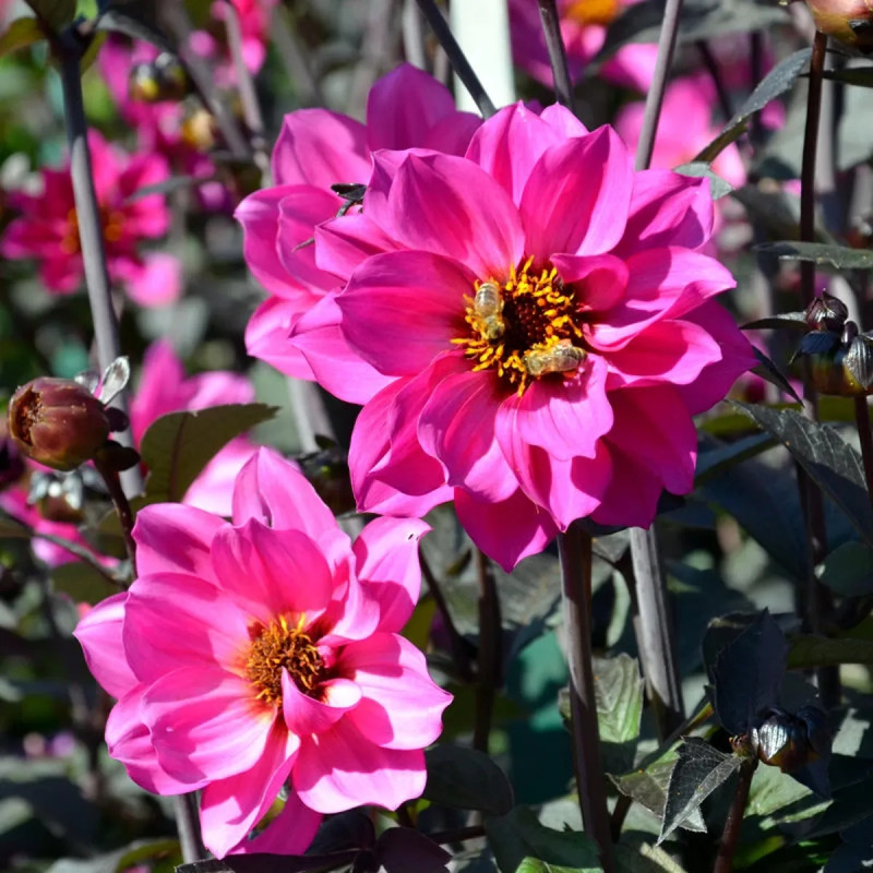 Dahlia fleur de pivoine 'Nirvana' - Dahlia | Achat producteur
