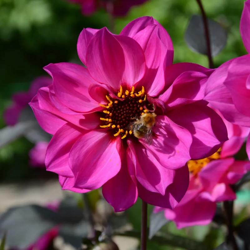 Dahlia fleur de pivoine 'Nirvana' - Dahlia | Achat producteur