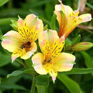Alstrœmère 'Jupiter' - Alstroemeria | Achat direct au producteur