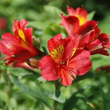 Alstrœmère 'Mars' - Alstroemeria | Achat direct au producteur
