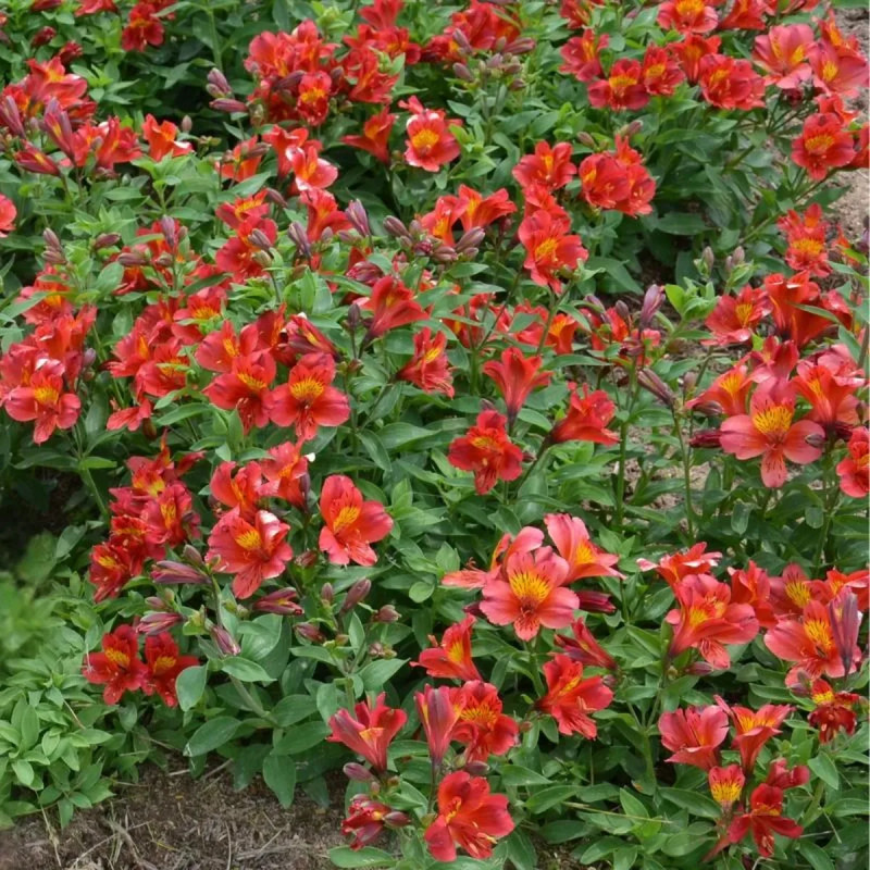 Alstrœmère 'Mars' - Alstroemeria | Achat direct au producteur