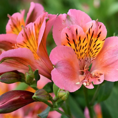Alstrœmère 'Sirius' - Alstroemeria | Achat direct au producteur