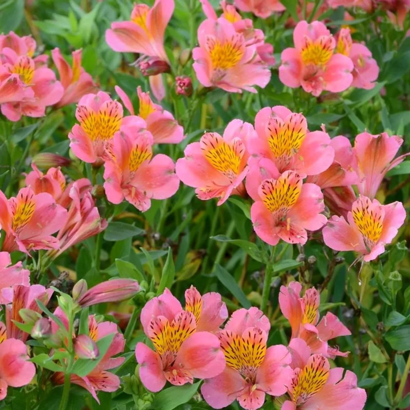 Alstrœmère 'Sirius' - Alstroemeria | Achat direct au producteur