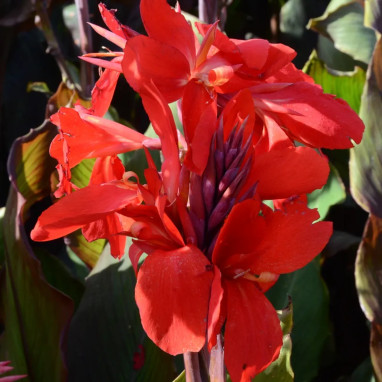 Canna 'Assaut' - Balisier haut | Achat direct au producteur
