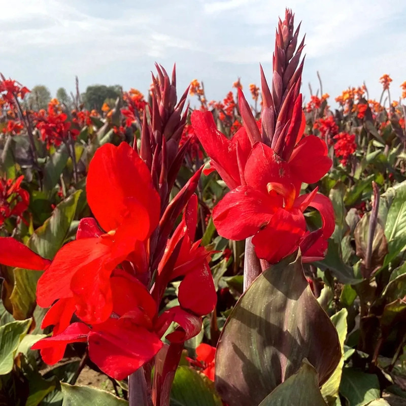 Canna 'Assaut' - Balisier haut | Achat direct au producteur