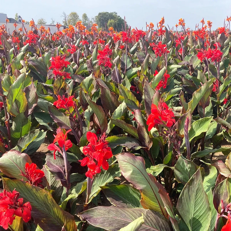 Canna 'Assaut' - Balisier haut | Achat direct au producteur