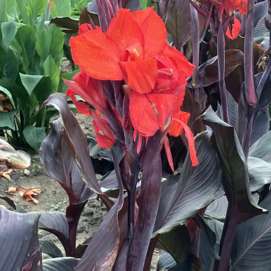 Canna 'Black Cleopatra' - Balisier | Achat direct au producteur