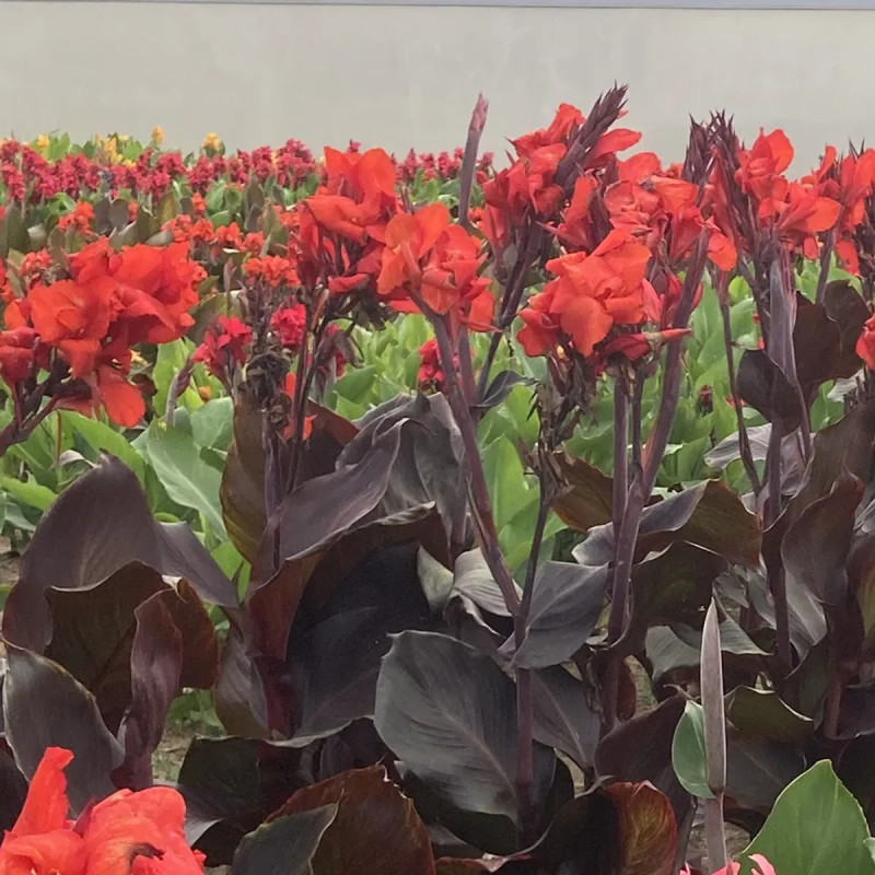 Canna 'Black Cleopatra' - Balisier | Achat direct au producteur