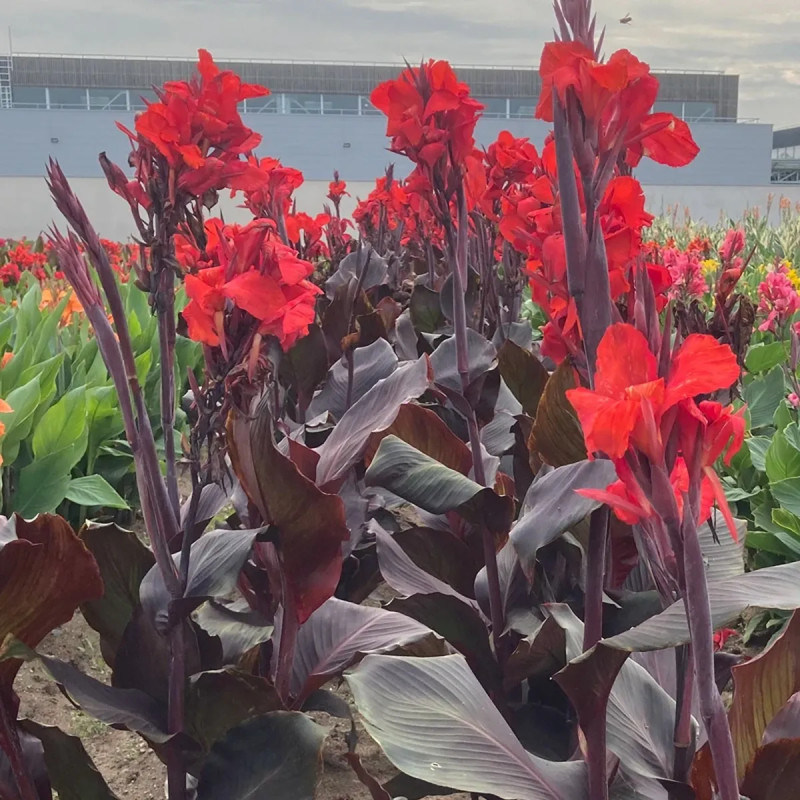 Canna 'Black Cleopatra' - Balisier | Achat direct au producteur