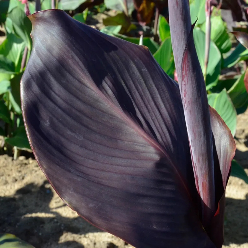 Canna 'Black Cleopatra' - Balisier | Achat direct au producteur
