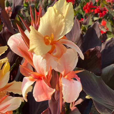 Canna 'Angèle Martin' - Canna indica | Achat direct au producteur