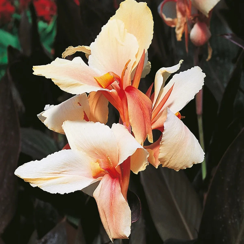 Canna 'Angèle Martin' - Canna indica | Achat direct au producteur