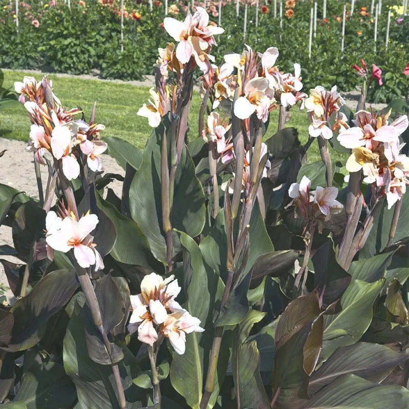 Canna 'Angèle Martin' - Canna indica | Achat direct au producteur